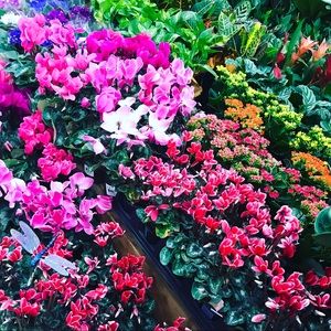 Meet your Posher, Johanna